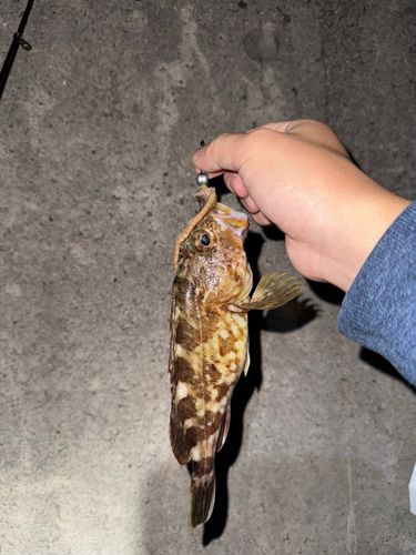 カサゴの釣果