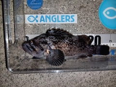 クロソイの釣果