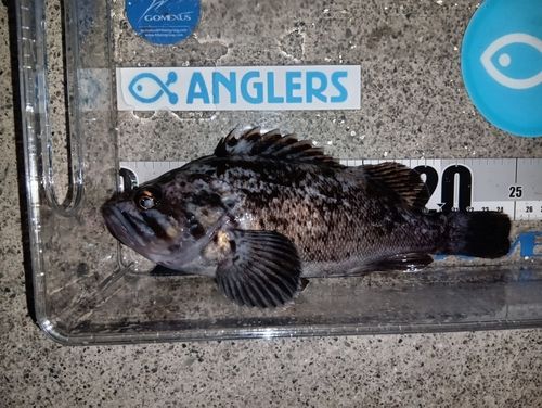 クロソイの釣果