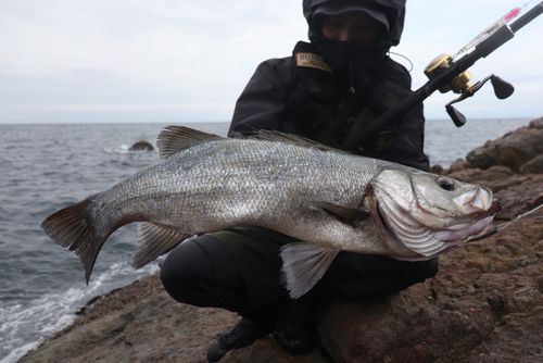 ヒラスズキの釣果