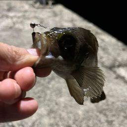 メバル
