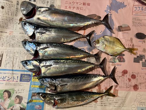 戸田湾