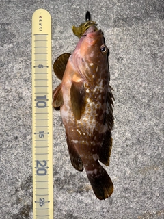 アコウの釣果