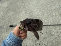 クロソイの釣果