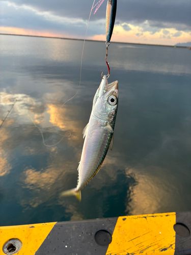 サバの釣果