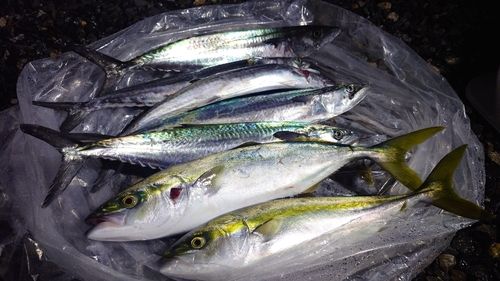 ハマチの釣果