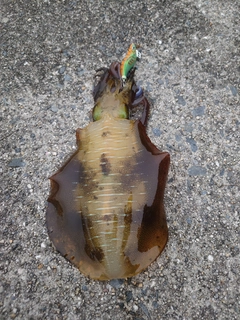 アオリイカの釣果