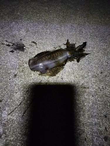 日和山浜海水浴場