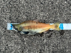 ヒメマスの釣果