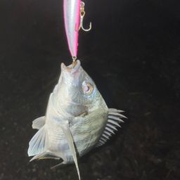 クロダイ