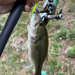 ラージマウスバス