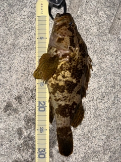 タケノコメバルの釣果