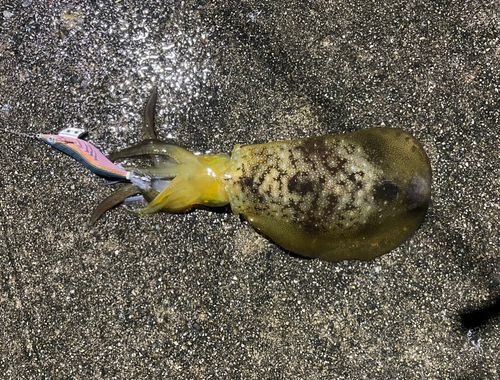 平磯海づり公園