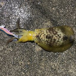 アオリイカ