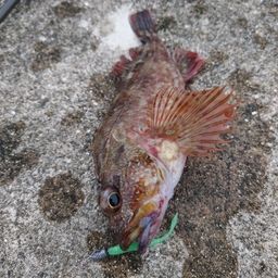カサゴ