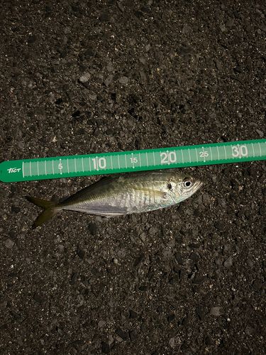 マアジの釣果
