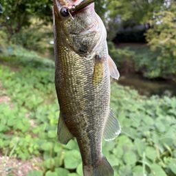 ラージマウスバス