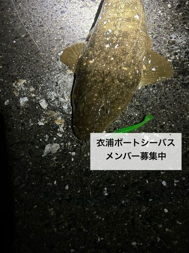 マゴチの釣果