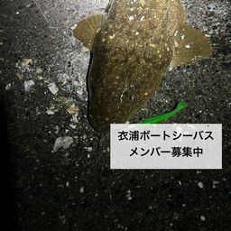 マゴチ