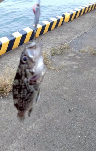 クロソイの釣果