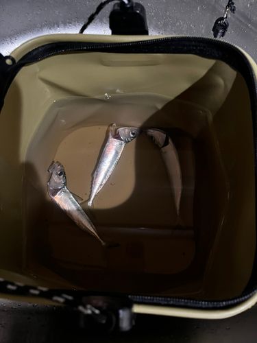 サバの釣果