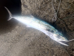 サゴシの釣果