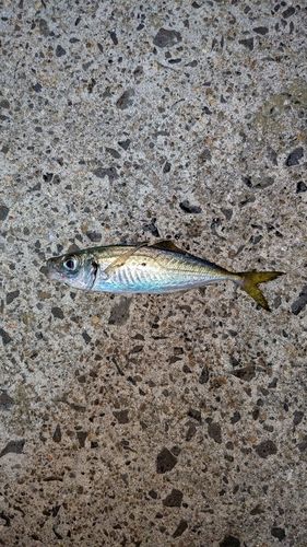 男鹿半島