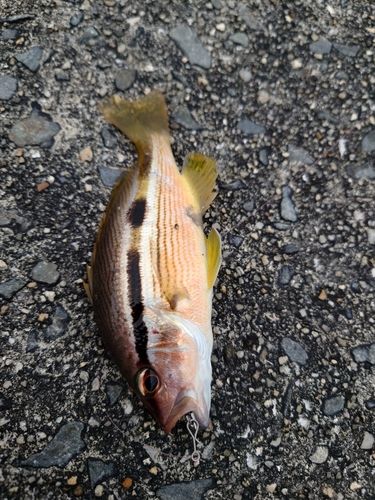 ヨコスジフエダイの釣果