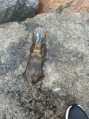 香川県野池群
