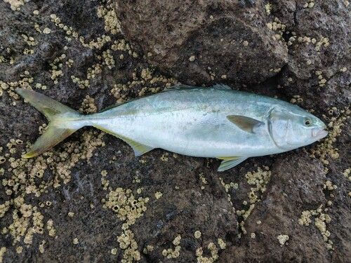 フクラギの釣果
