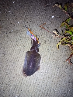 シリヤケイカの釣果