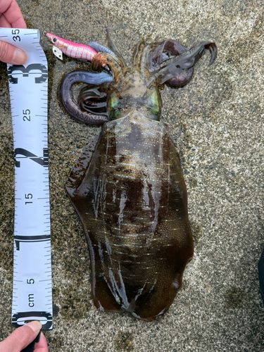 アオリイカの釣果