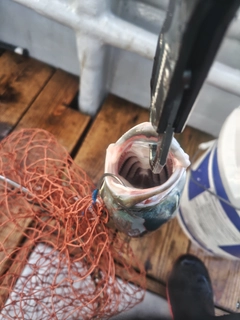 ワラサの釣果