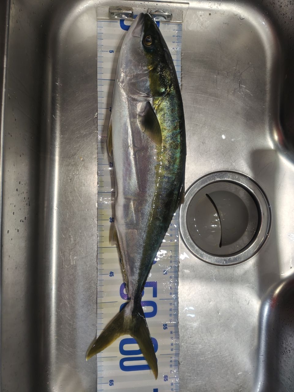 K.a.z.u.さんの釣果 2枚目の画像