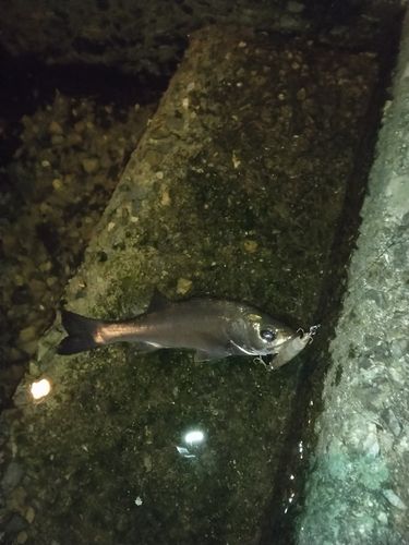 スズキの釣果