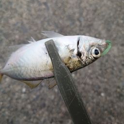 マアジ
