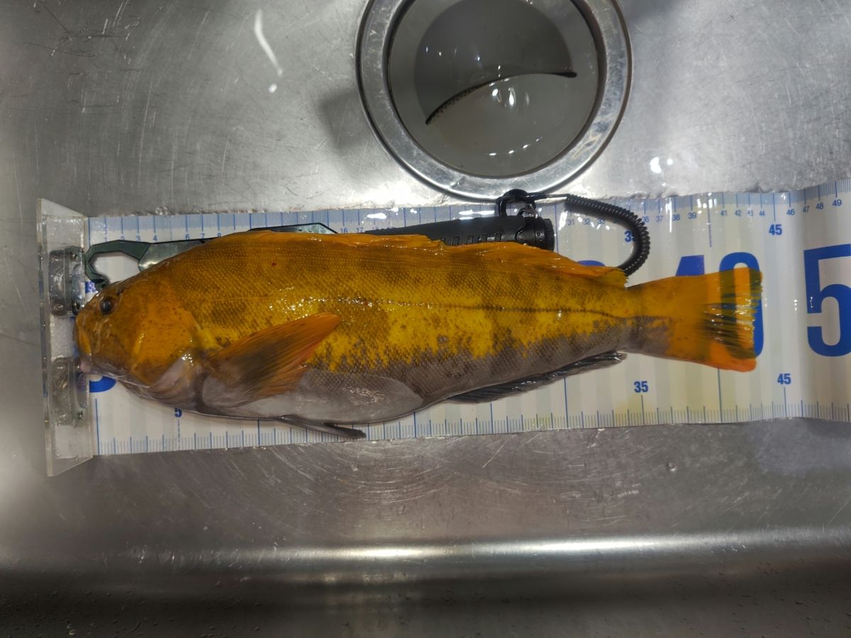 K.a.z.u.さんの釣果 2枚目の画像