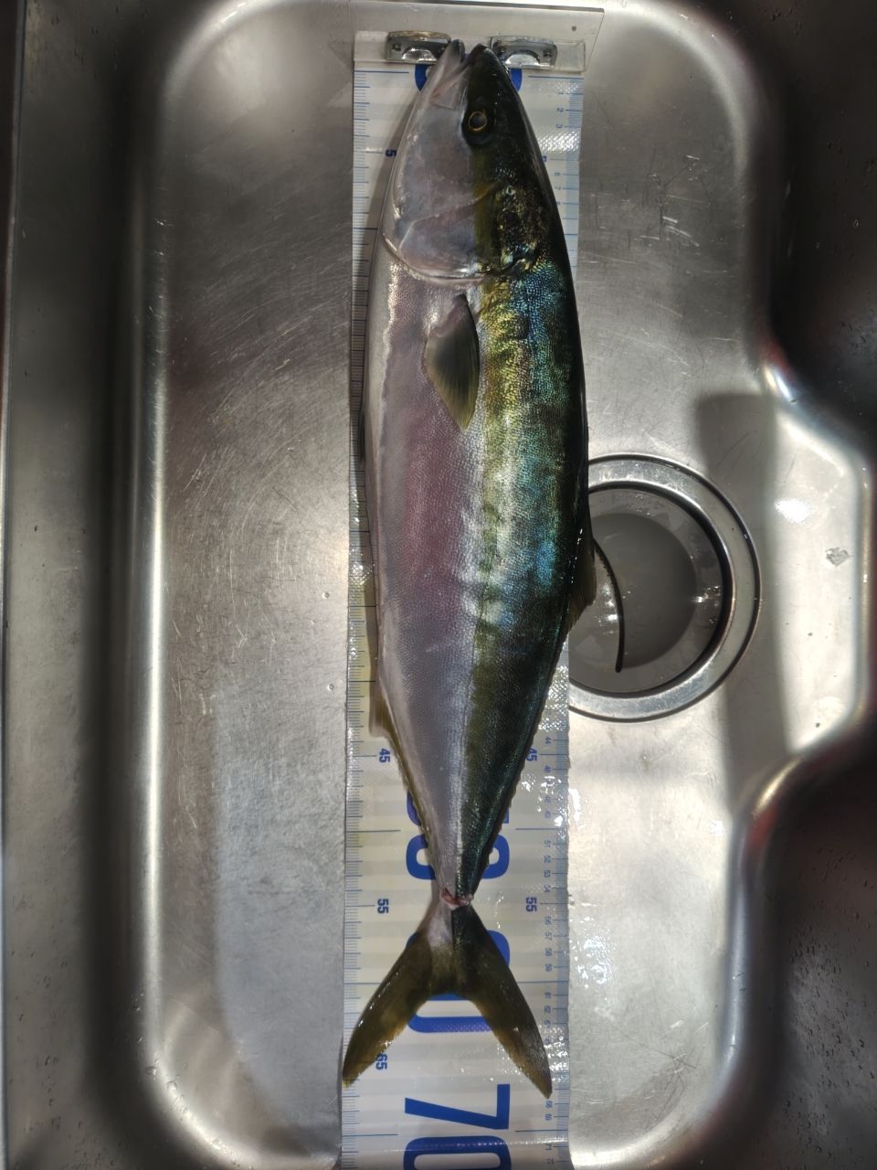K.a.z.u.さんの釣果 2枚目の画像