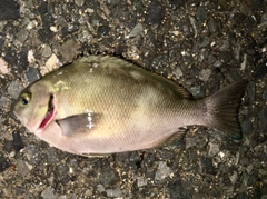 メジナの釣果