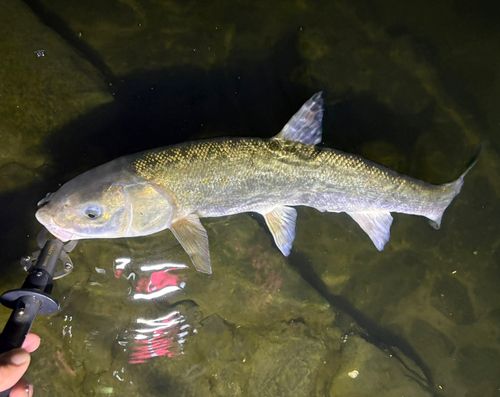 マルタウグイの釣果