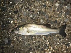 マルスズキの釣果