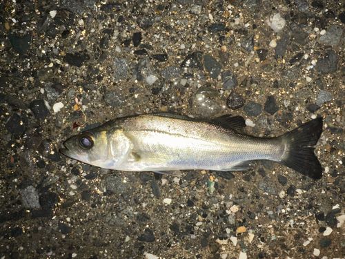 マルスズキの釣果