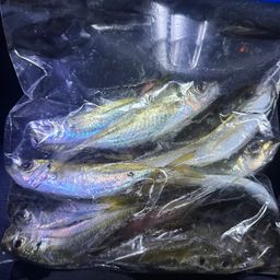 アジ