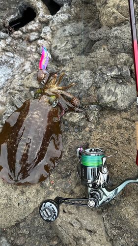 アオリイカの釣果