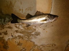 セイゴ(マルスズキ)の釣果