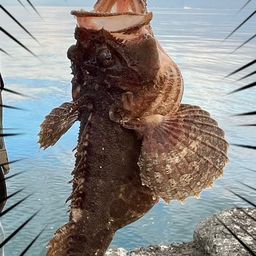 トウベツカジカ