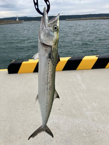 サゴシの釣果