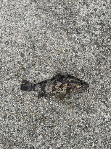 タケノコメバルの釣果