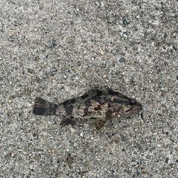 タケノコメバル