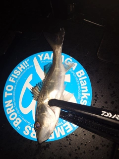セイゴ(マルスズキ)の釣果